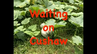 Cushaw Harvest 2024 [upl. by Curley726]