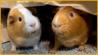 Butternut and Spaghett  Guinea pig comedy duo [upl. by Etteyniv]