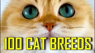 All 100 CAT BREEDS [upl. by Enneillij]