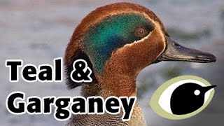 BTO Bird ID  Garganey amp Teal [upl. by Ehcropal]