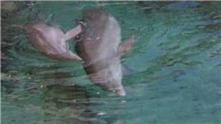 All About Dolphins  About the Dolphins Reproduction Cycle [upl. by Odnanreh]