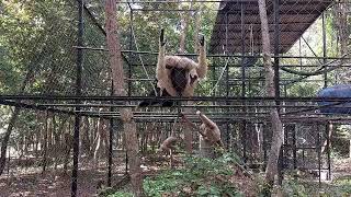 Gibbons and monkey were rescued and put them to Zoo Keepers to save [upl. by Malilliw]