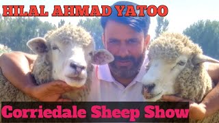 Corriedale Sheep Of Hilal Ahmad Yatoo  Winter In Kashmir  Hybrid Sheep [upl. by Cressi]