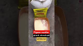 Tetracycline Powder Use in winter trending shorts viralvideo deeppigeonaccessories kabootar [upl. by Sema]