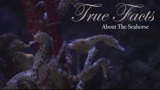 True Facts About The Seahorse [upl. by Noraj]