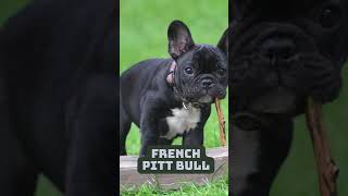 Top 10 Dogs The Best Breeds for Every Lifestyle  Dog Breeds Explained top10 doglover [upl. by Alah]