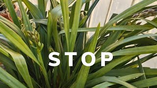 Ep4 CYMBIDIUM BAGNATURE STOP🙏 DA ADESSO IN POI SOLO PIOGGIA [upl. by Roon]