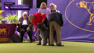 Bouviers des Flandres  Breed Judging 2024 [upl. by Anyala528]