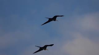 Sunrise at the Red Footed Booby Colony 2018 [upl. by Retsof80]