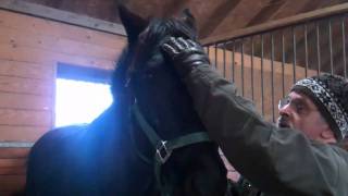 Equine Cranial Sacral TherapyHead Shaking Syndrome [upl. by Nnayecats]