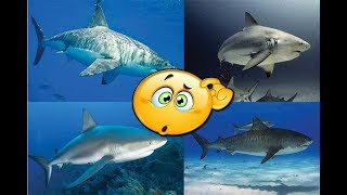 Tipos de Tiburones  30 Tipos de tiburones que te gustara conocer [upl. by Adnoryt]