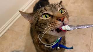 Help My cat cant stop eating yoghurt 😯😯😯 [upl. by Jezebel]