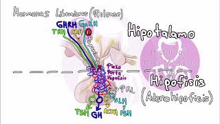 HISTOLOGÍA DEL SISTEMA ENDOCRINO  Eje Hipotálamo Hipofisario [upl. by Elehcim323]