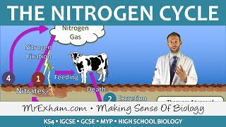 Cycles Within Ecosystems  Nitrogen Cycle  GCSE Biology 91 [upl. by Hugh]