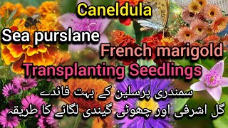 sea purslane benefits transplanting seedlings french marigold and calendula Grow green 445 [upl. by Akenaj]