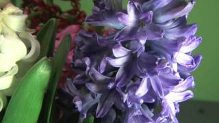 Time Lapse of Flowers Blooming [upl. by Ahsinroc]