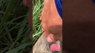 ASMR Crushed Snail Eggs  Apple Snail Eggs shorts satisfying relaxing sound [upl. by Clere499]