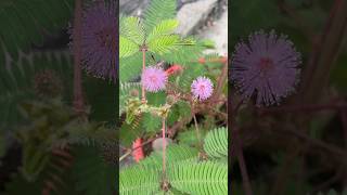 Mimosa pudica flowers garden touchmenotplant nature thigmonasty floweringplants vibrant fyp [upl. by Etnaud]