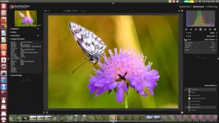 Darktable RAW edit butterfly [upl. by Aicenet932]