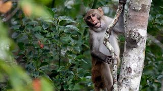 UPDATE 25 monkeys loose from South Carolina research facility have been recovered authorities say [upl. by Pachston]