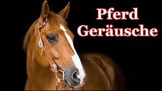 Pferdegeräusche 🐴 Pferd wiehert [upl. by Eitac]