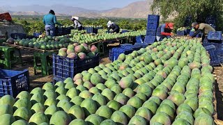 How to Harvest Mango fruit and Processing  Awesome Mango Juice Processing  Mango Farm [upl. by Nosrak228]