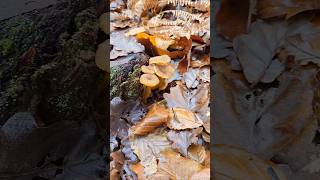 La chanterelle chanterelles chanterelle champignons sauvage comestible naturelovers [upl. by Marilee]