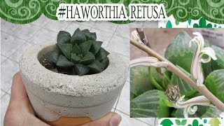 Suculentadodia  Haworthia Retusa [upl. by Kenway]