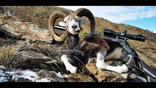 Corsican Mouflon Hunting in France Ovis aries musimon [upl. by Iaras]