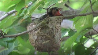 Redeyed Vireos Feed Cowbird Nestling [upl. by Rehpotsirhcnhoj]