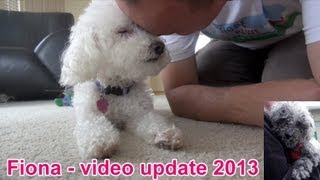 Fiona the blind dog  new video update 2013 hope [upl. by Amarette]