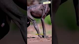 Why is This Baboon Losing its Fur shorts animals baboon [upl. by Silado805]