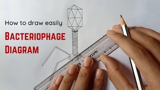 Diagram Of Bacteriophage RAHULArtsBiology [upl. by Keffer]