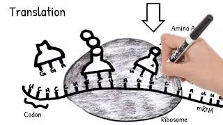 Protein Synthesis Short Simple Science [upl. by Dirtsa]