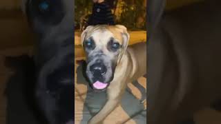 ماستيف هب مصر  Mastiff Hub Egypt  Boerboel [upl. by Draw]