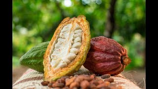 Cultivos transitorios y Permanentes del Cacao  TvAgro por Juan Gonzalo Angel [upl. by Dettmer]