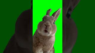 Bunny chewing green screen [upl. by Meehyrb319]