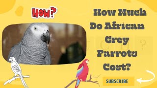 How Much Do African Grey Parrots Cost [upl. by Olocin]