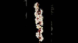 Time lapse apricot flower on a spring tree branch blossoming microgreens flowers gardenflowers [upl. by Holt]