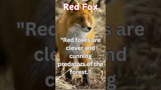 quotThe fox and the falling leaves facts shorts [upl. by Kiran]