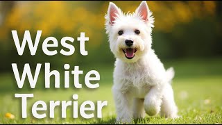 ≫ West Highland White Terrier Todo Sobre esta Adorable Raza [upl. by Aynatal]