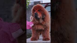 8 month old Tibetan Mastiff worldwide delivery  everyone [upl. by Nnaytsirk897]