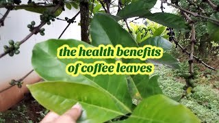 Coffee leaves tea health benefits not many people know [upl. by Truman]