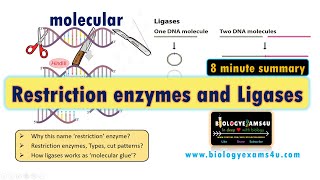 Restriction Enzymes and DNA Ligase  A Simplified Summary [upl. by Akinna]