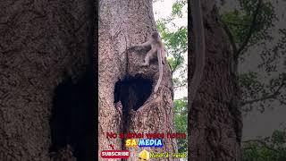 Monkey in tree funny shortsvideo animals vervetmonkey helpingmonkey [upl. by Muffin]