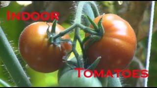 Indoor Tomato Clone Update amp Hydroponic Tomato Update March 31 2011 [upl. by Steere]