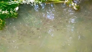 Dense Schools of Western Mosquitofish Swarm Buena Vista Creek in Vista California [upl. by Yenttihw]