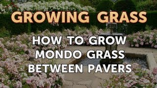 How to Grow Mondo Grass Between Pavers [upl. by Nytsrik447]