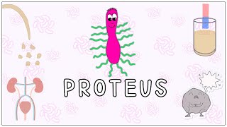 Proteus mirabilis Morphology Pathogenesis Clinical significance diagnosis Microbiology [upl. by Gabey]