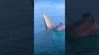 BLUE WHALE MOUTH OPEN shorts yt youtubeshorts sea fishing food hunting trending viralvideo [upl. by Langston]